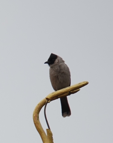 Sooty-headed Bulbul