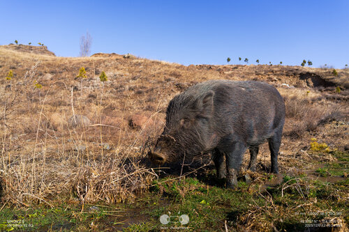 Wild Boar