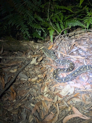Coastal Carpet Python sighting
