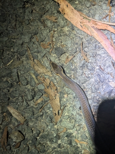 Golden-crowned Snake sighting