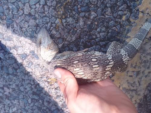 White-throated monitor