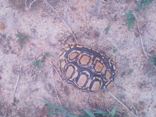 Leopard Tortoise