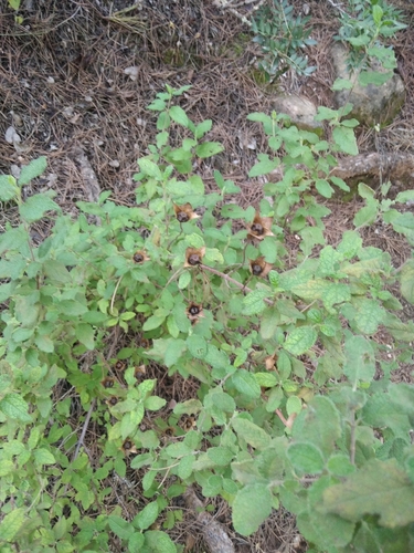 Avistamiento Cistus salviifolius