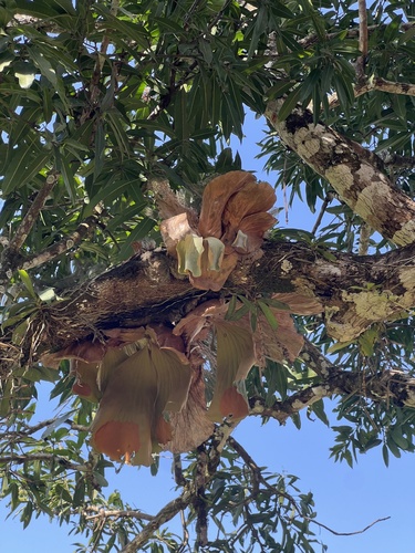 Angola staghorn fern