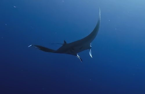 Mobula birostris