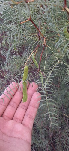 Chilean Mesquite
