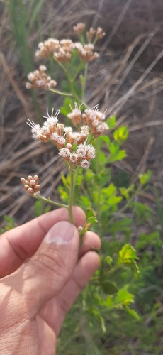 Tessaria absinthioides