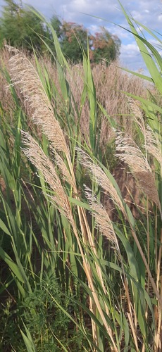 common reed
