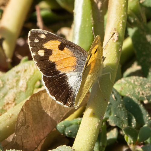 Blue-Spotted Arab