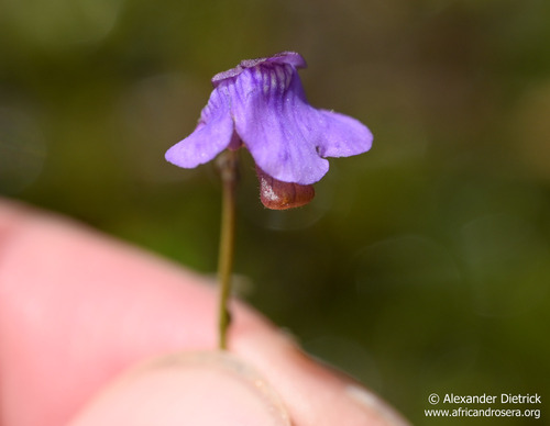 Genlisea subglabra