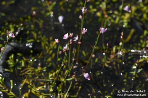 Lead Bladderwort