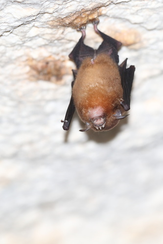 Temminck's Trident Bat (Aselliscus tricuspidatus) — Least Concern Mammalia
