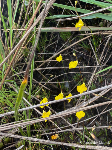 Utricularia troupinii