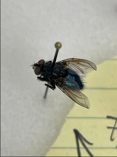 Unknown species found near Delaware County, PA, USA