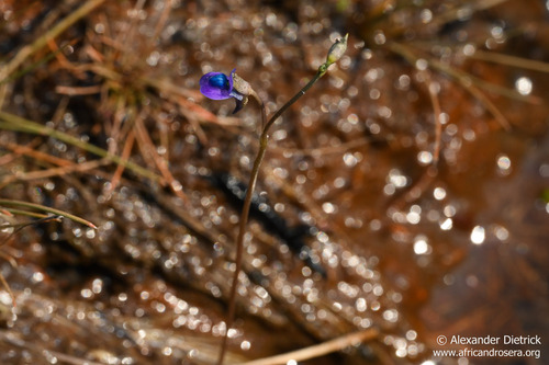 Utricularia tortilis