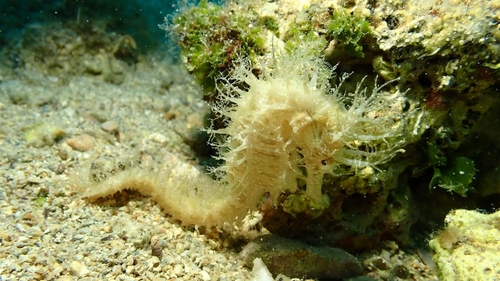Hippocampus guttulatus