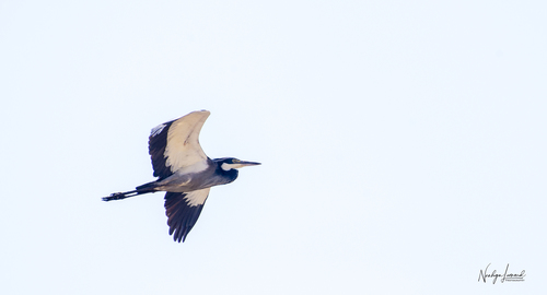 Black-headed Heron