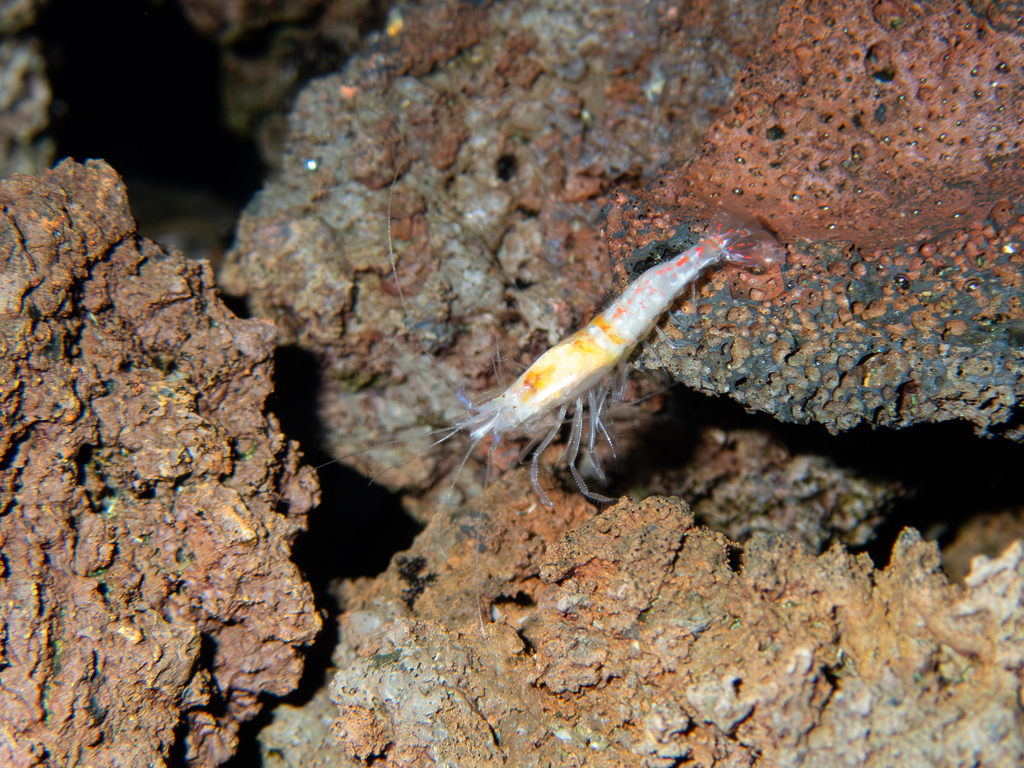 Anchialine Shrimp