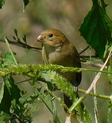 Ruddy-breasted Seedeater