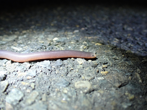 Blackish Blind Snake sighting