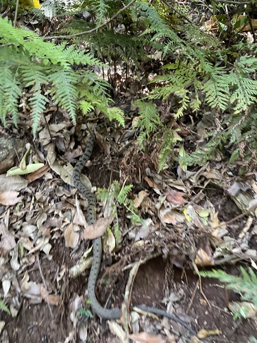 Rough-scaled Snake sighting