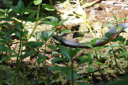 Red-bellied Black Snake sighting