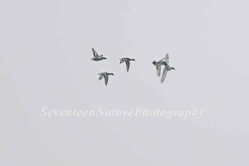Falcated Duck
