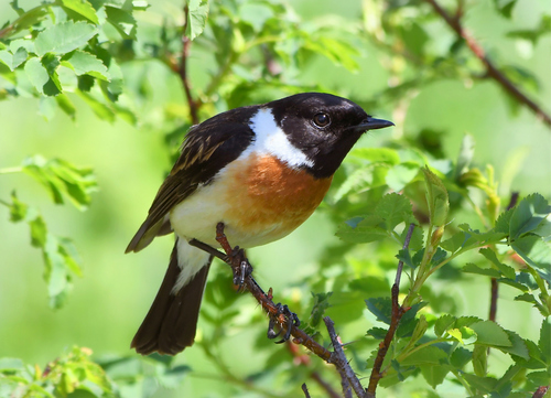 Siberian Stonechat