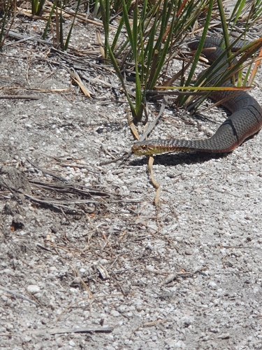 Lowlands Copperhead sighting