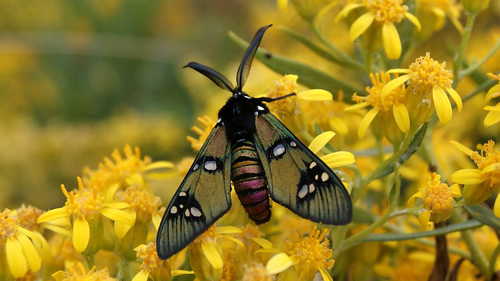 Princely Tiger Moth