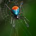 Arañas de Rayas Blancas - Photo (c) Roy Kittrell, todos los derechos reservados, subido por Roy Kittrell