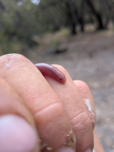 Southern Blind Snake sighting