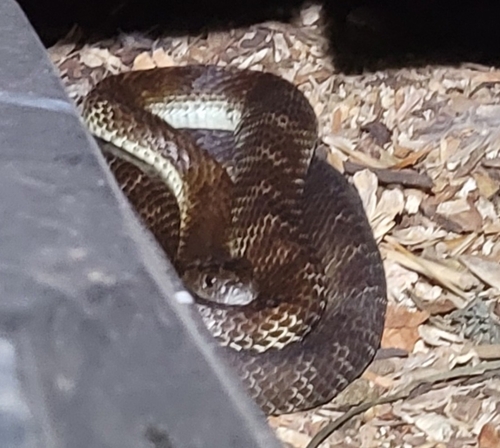 Tiger Snake sighting