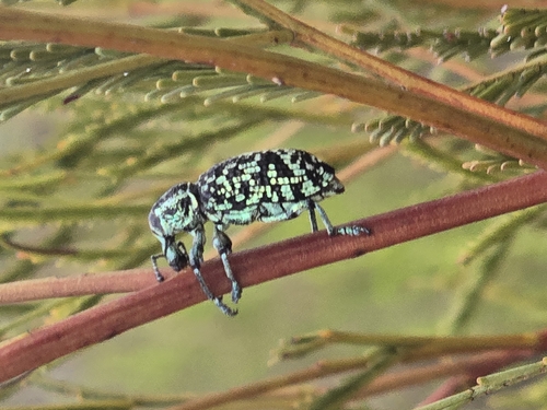 Botany Bay Diamond Weevil