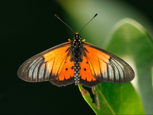 Acraea igola Trimen, 1889