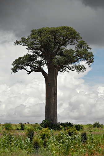 African baobab