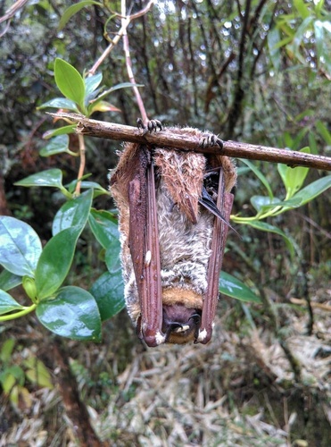 Southern Hoary Bat