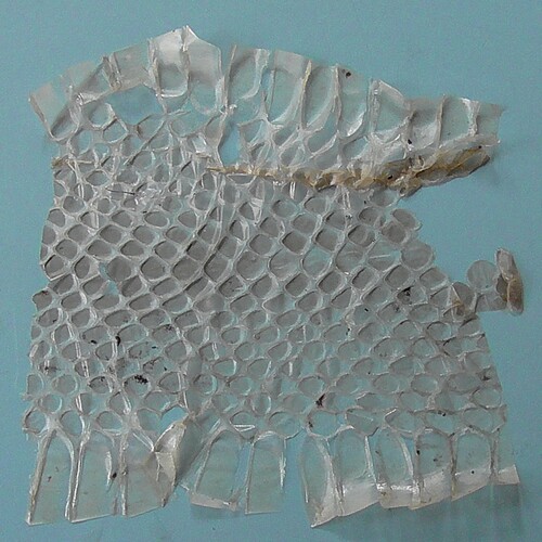 Brown Tree Snake sighting