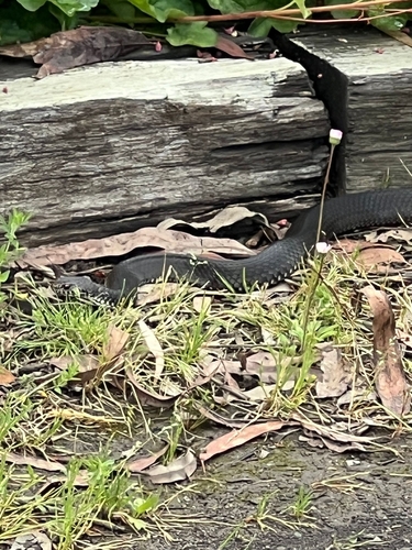 Highlands Copperhead sighting
