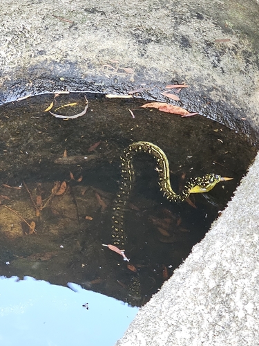 Diamond Python sighting