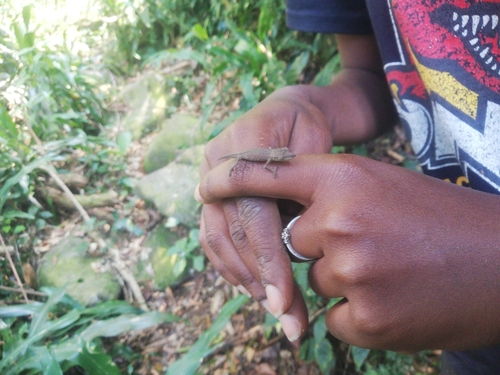 Gorongosa Pygmy Chameleon