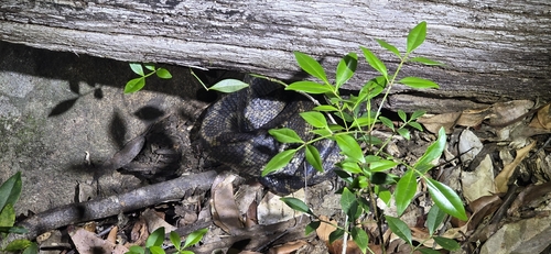 Coastal Carpet Python sighting