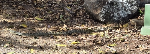 Coastal Carpet Python sighting