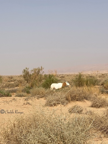 Scimitar-horned Oryx
