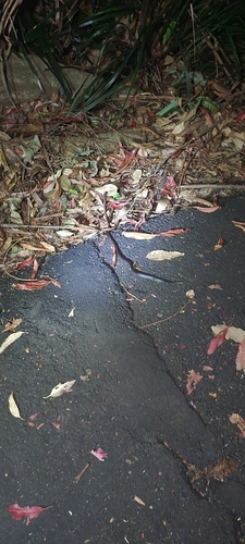 White-crowned Snake sighting