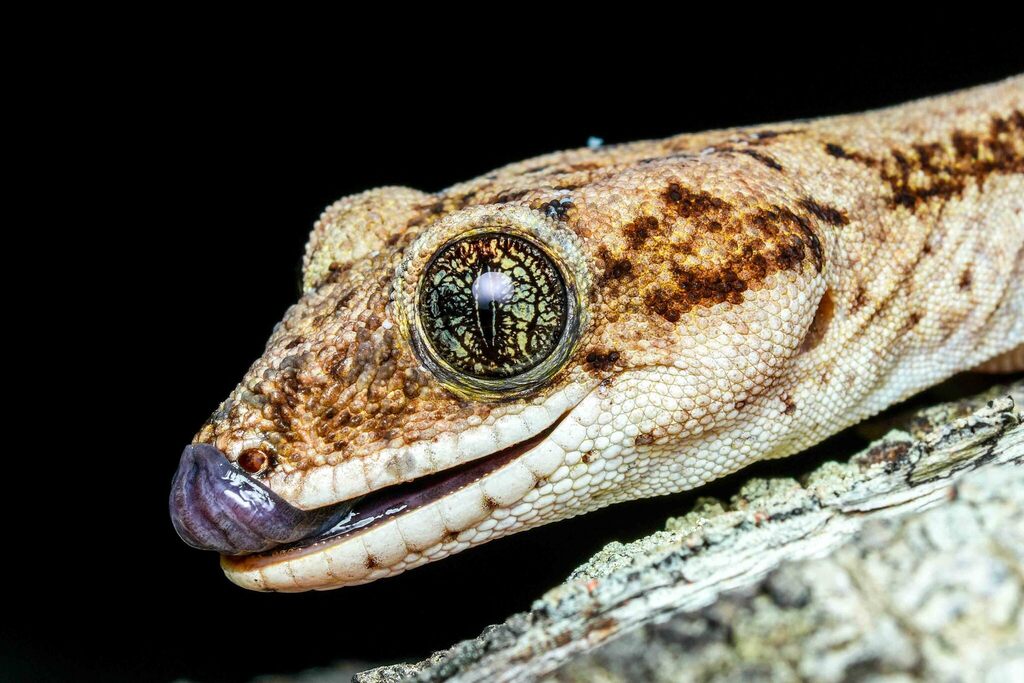 Giant Tree Gecko (Pseudothecadactylus australis)  iNaturalist