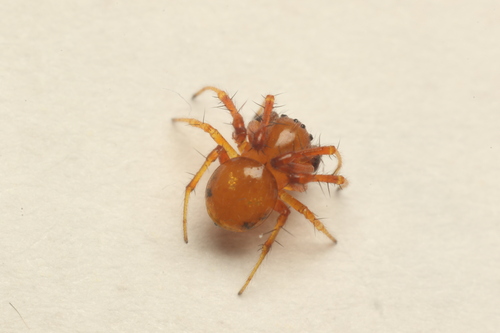 Osmooka aphana