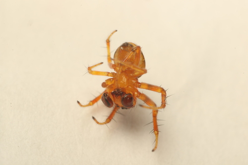 Osmooka aphana