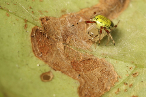 Osmooka aphana