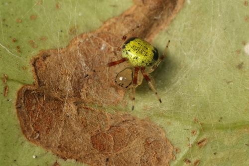 Osmooka aphana